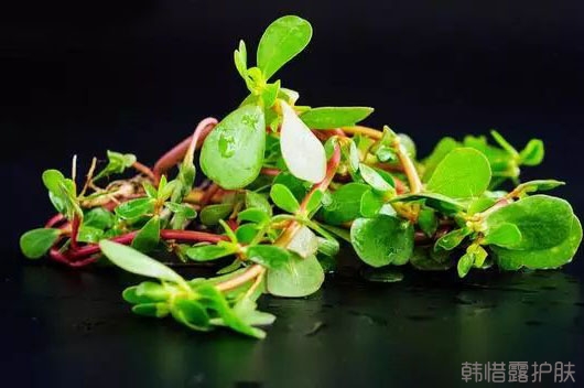 祛痘好菜，馬齒莧