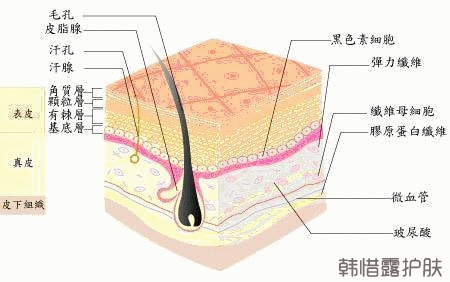 祛痘護(hù)膚小知識之:如何判斷自己的膚質(zhì)?
