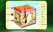 祛痘常識(shí)之皮膚基本結(jié)構(gòu)